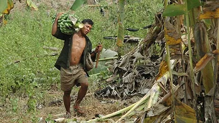 Bringing home bananas from a garden in the uplands of northeast Cambodia.